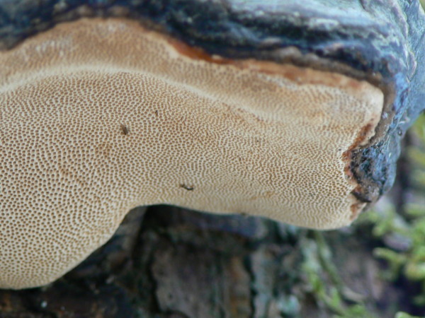 Ignoto 2.... (Fomitopsis pinicola)